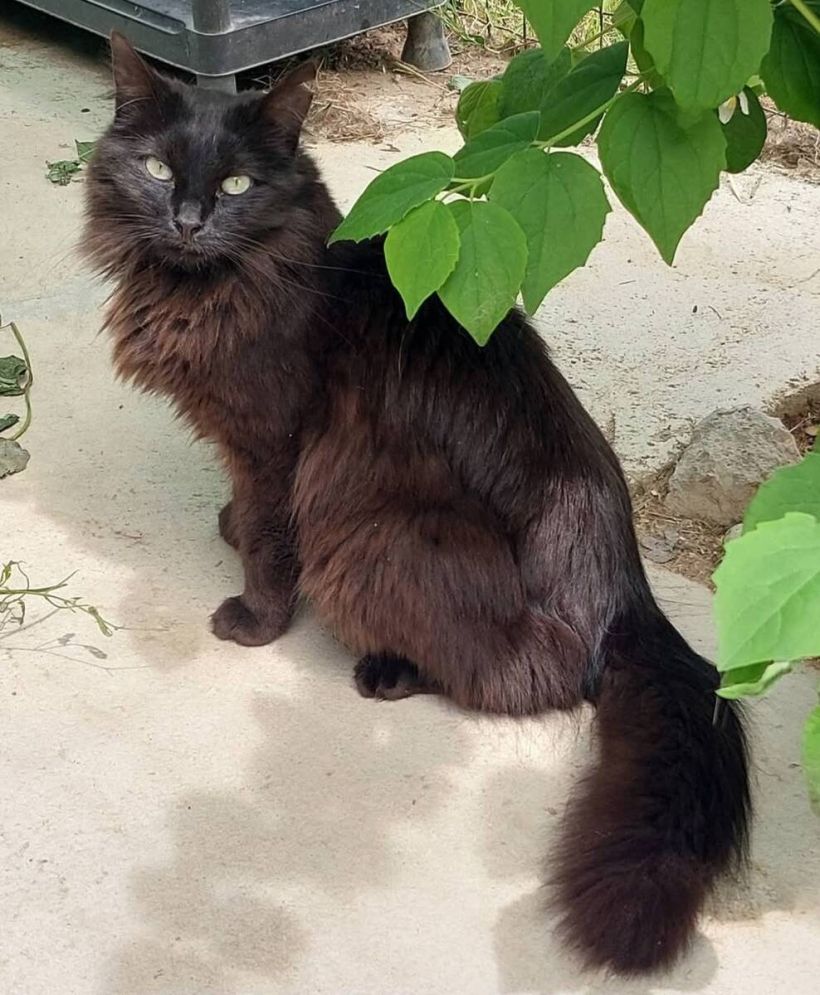 bagheera.jpg